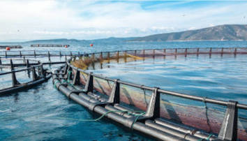 Aquaculture sensor monitoring with LoRaWAN or NB-IoT